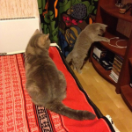 Кошки мои