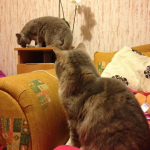 Кошки мои