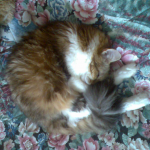 Котофейка