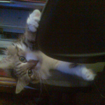 Котофейка