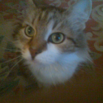 Котофейка