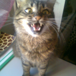 Котопёс)))