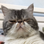 lilcutecat