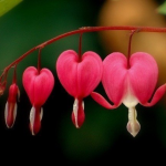 Rosalinda