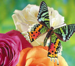 Ljarra