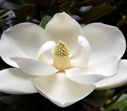 Magnolia