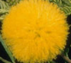 Юличная