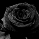BlackRose